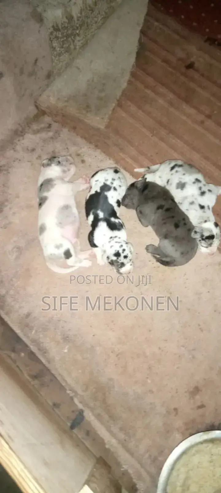 1-3 months Male Purebred Great Dane