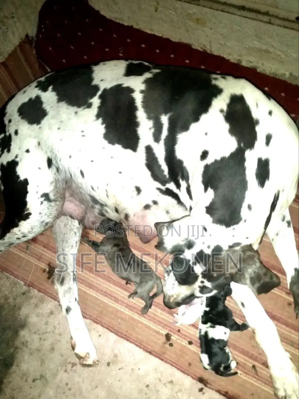 1-3 months Male Purebred Great Dane