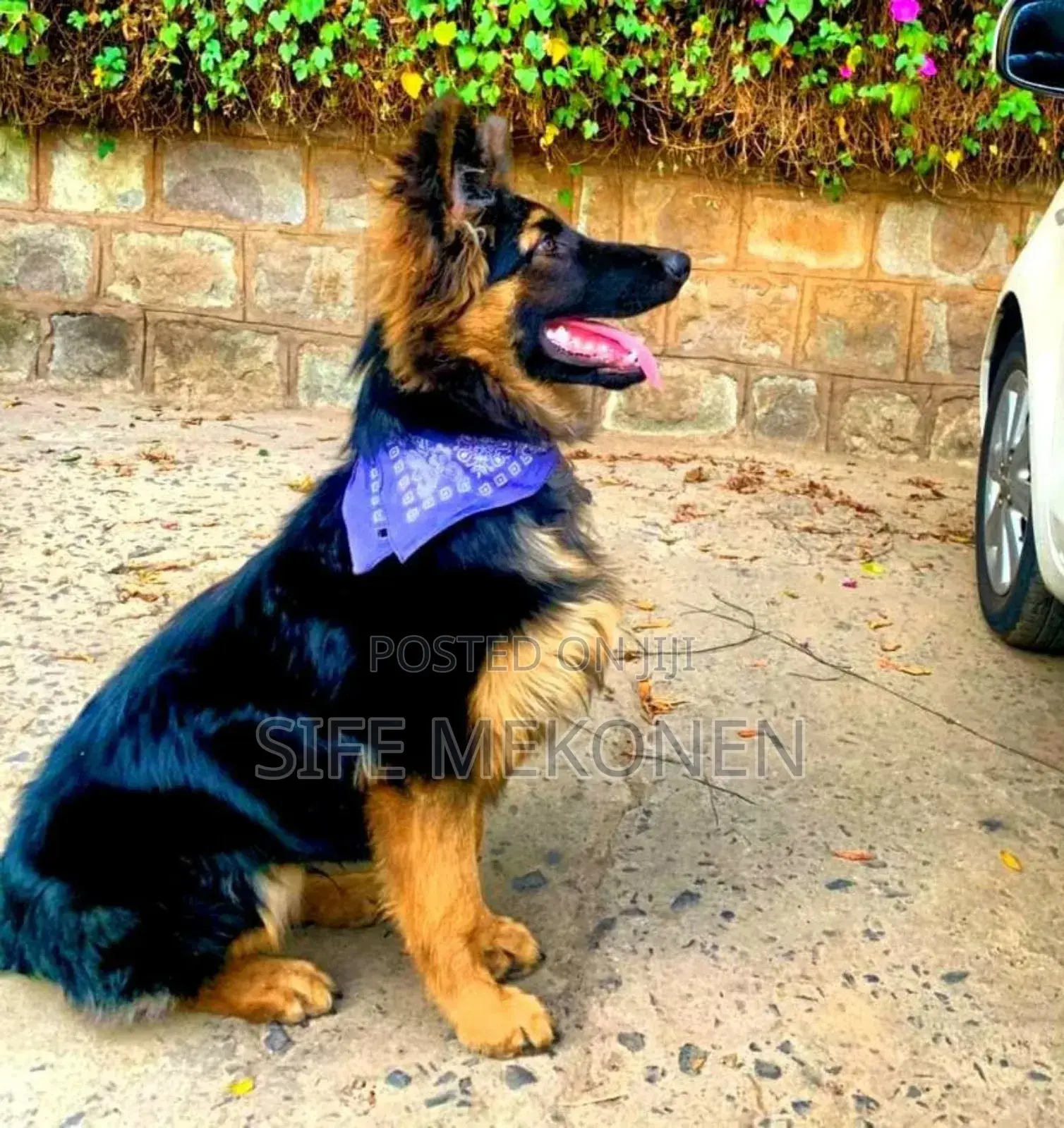 1-3 months Male Purebred German Shepherd