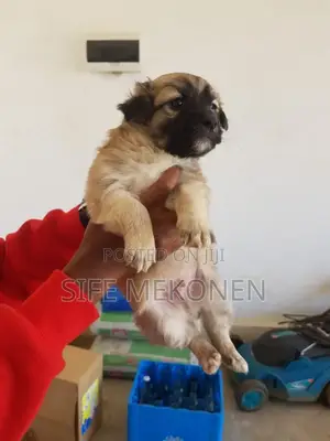 1-3 months Male Purebred Maltese