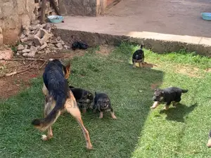 Photo - 1-3 months Male Purebred German Shepherd