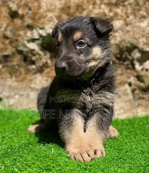 1-3 months Male Purebred German Shepherd
