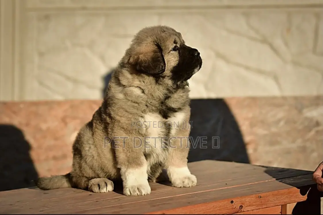 1-3 months Male Purebred Caucasian Shepherd