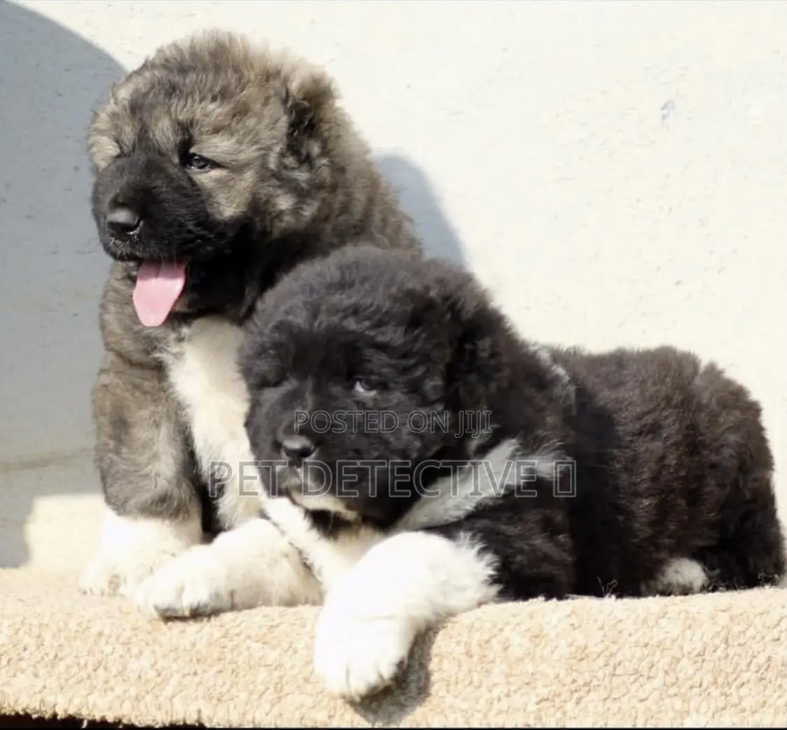 1-3 months Male Purebred Caucasian Shepherd