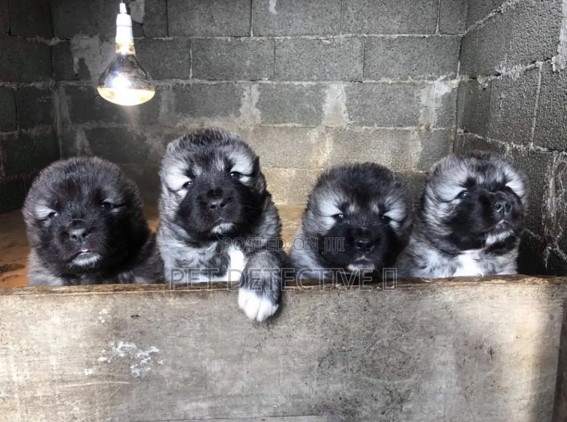 1-3 months Male Purebred Caucasian Shepherd