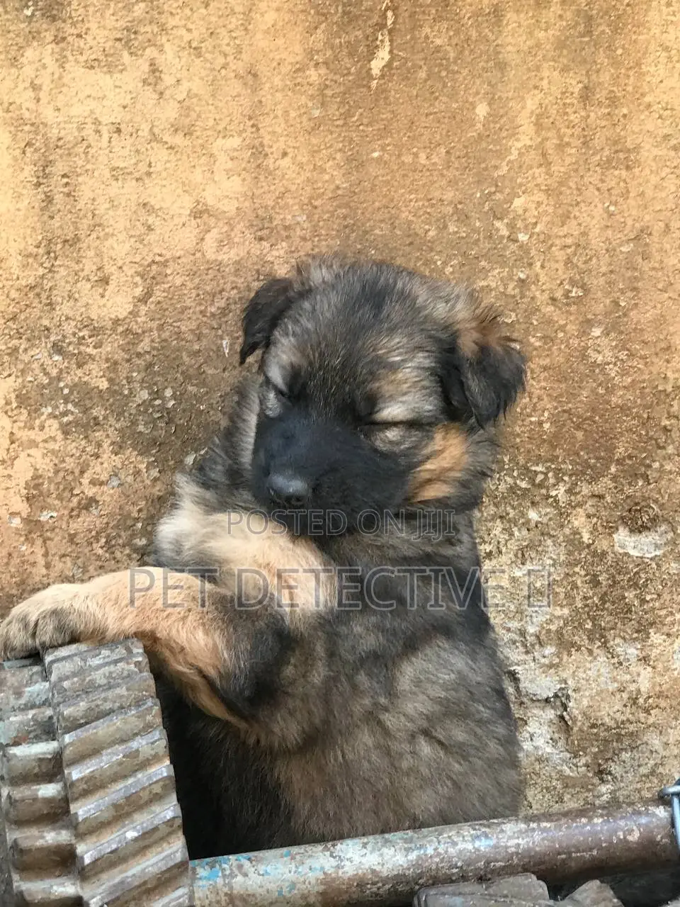 1-3 months Male Purebred German Shepherd