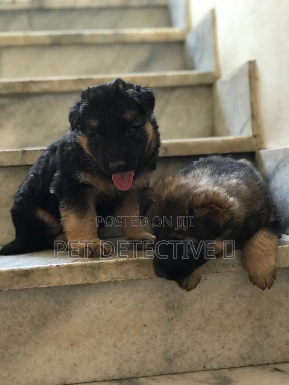 1-3 months Male Purebred German Shepherd