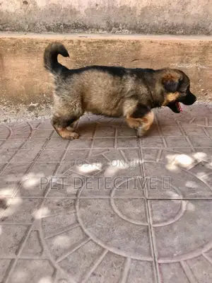 Photo - 1-3 months Male Purebred German Shepherd