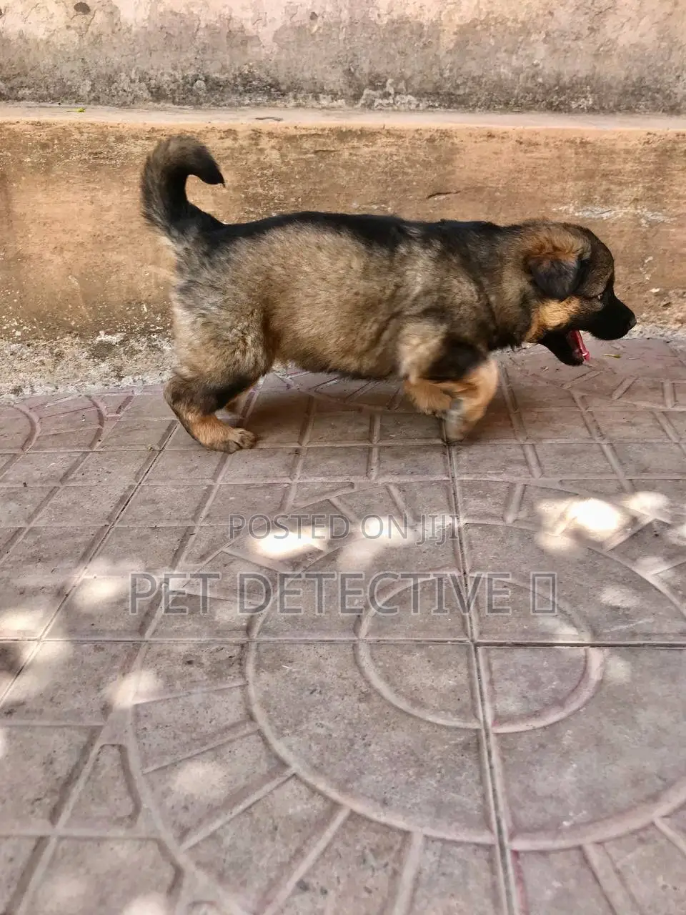 1-3 months Male Purebred German Shepherd