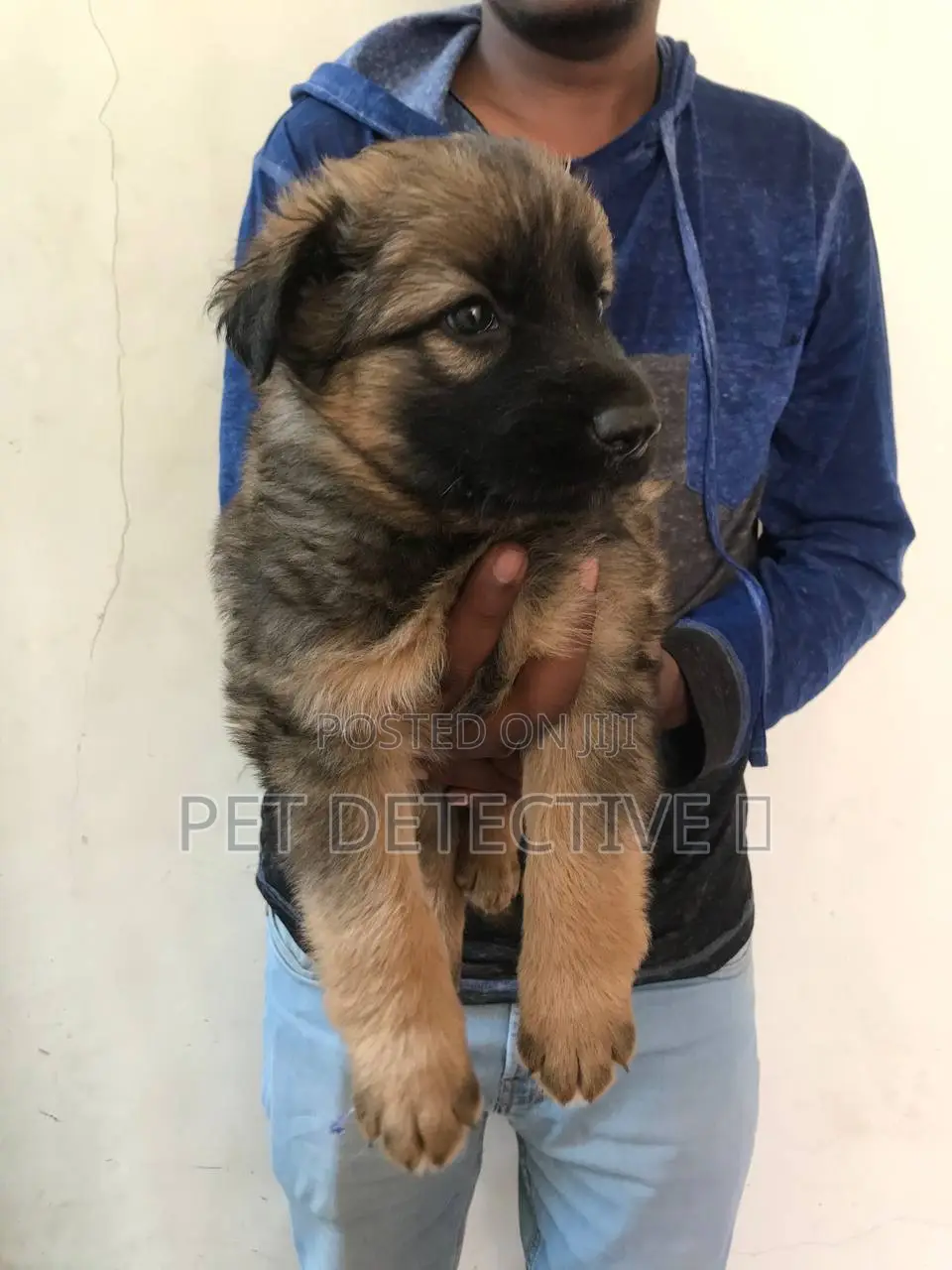 1-3 months Male Purebred German Shepherd