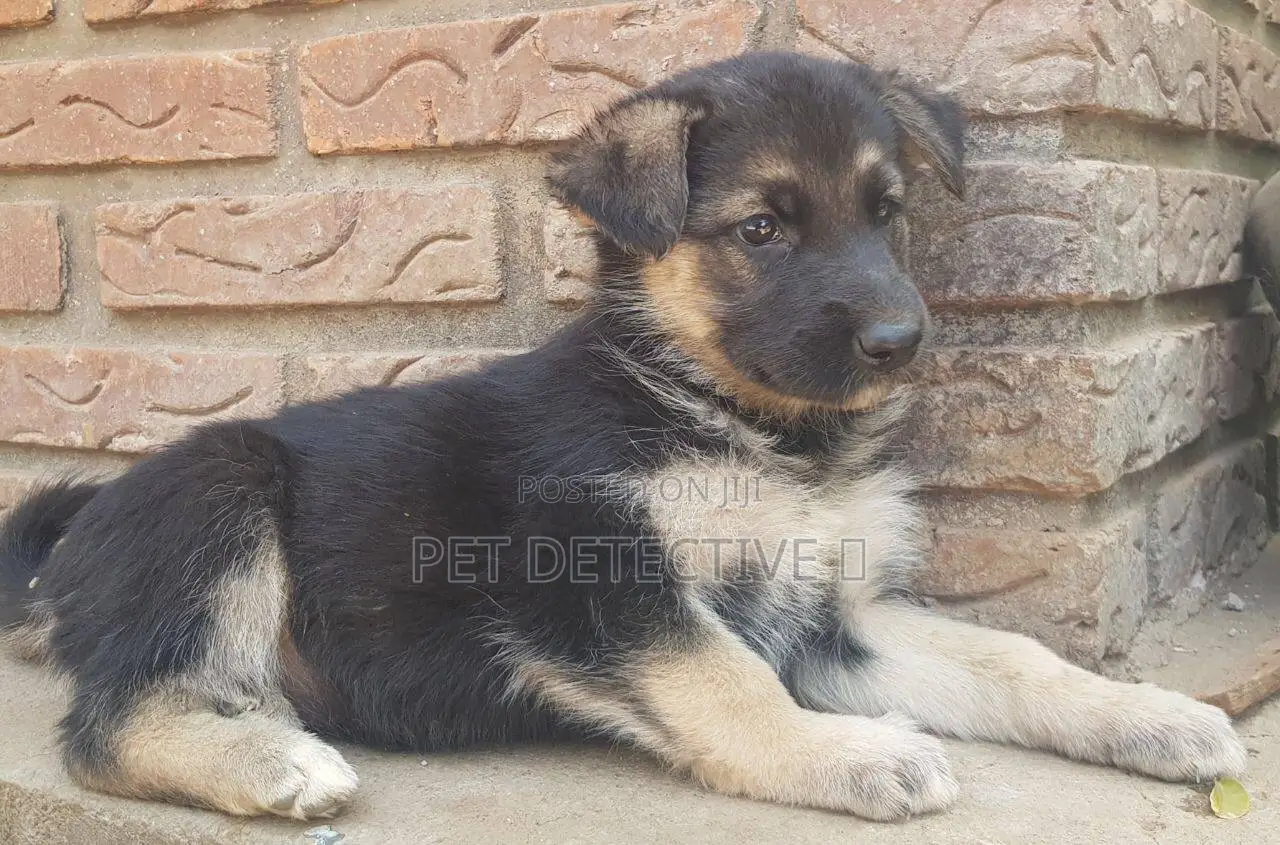 1-3 months Female Purebred German Shepherd