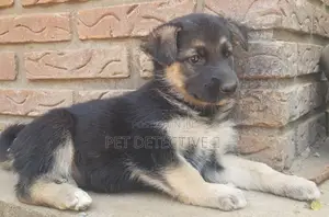 Photo - 1-3 months Female Purebred German Shepherd