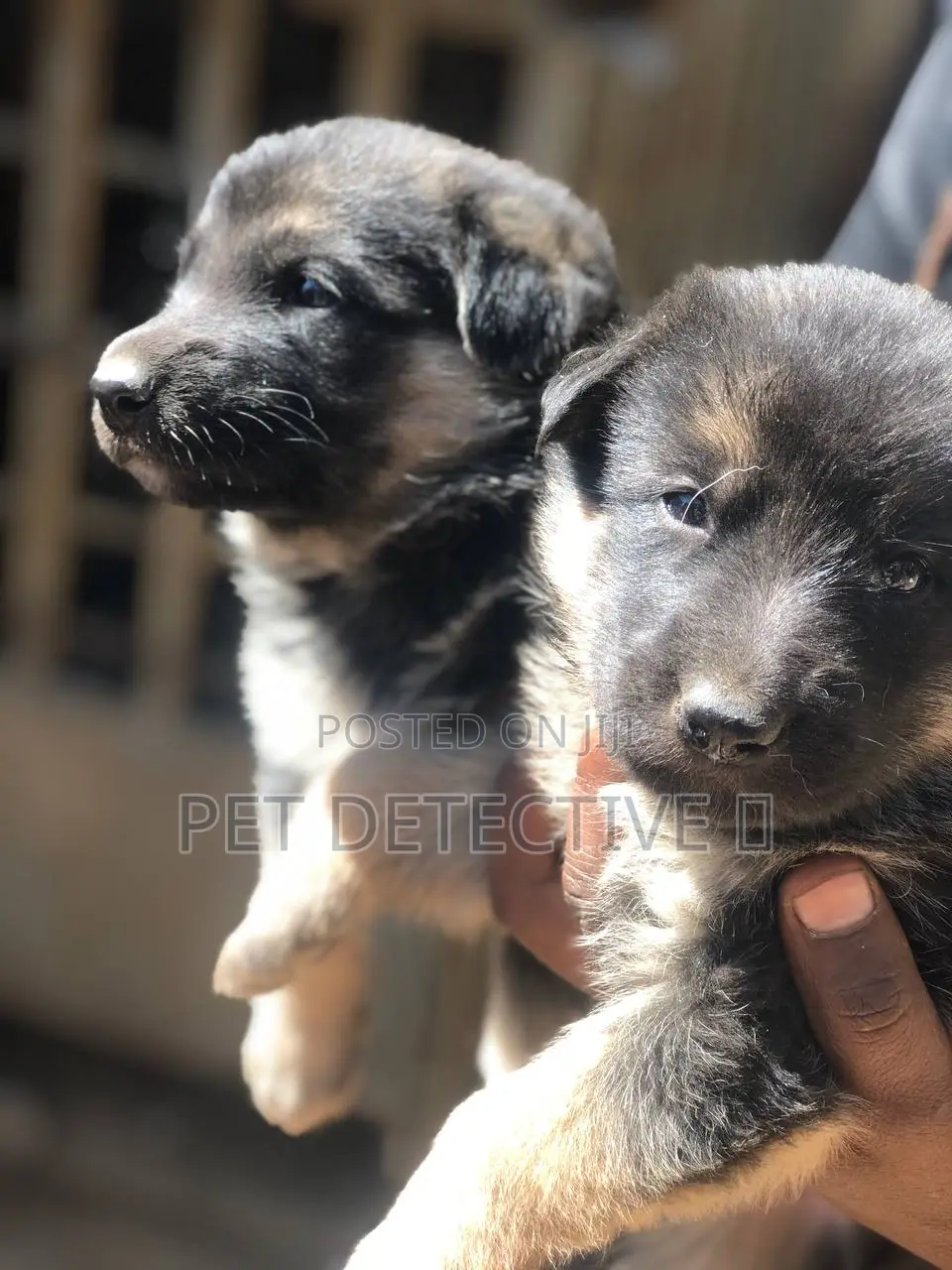 1-3 months Male Purebred German Shepherd