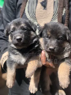 Photo - 1-3 months Male Purebred German Shepherd