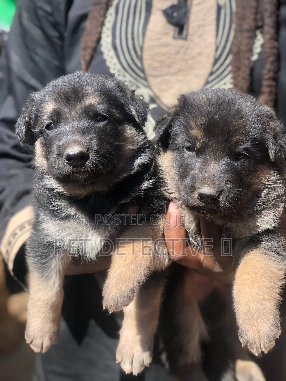 1-3 months Male Purebred German Shepherd