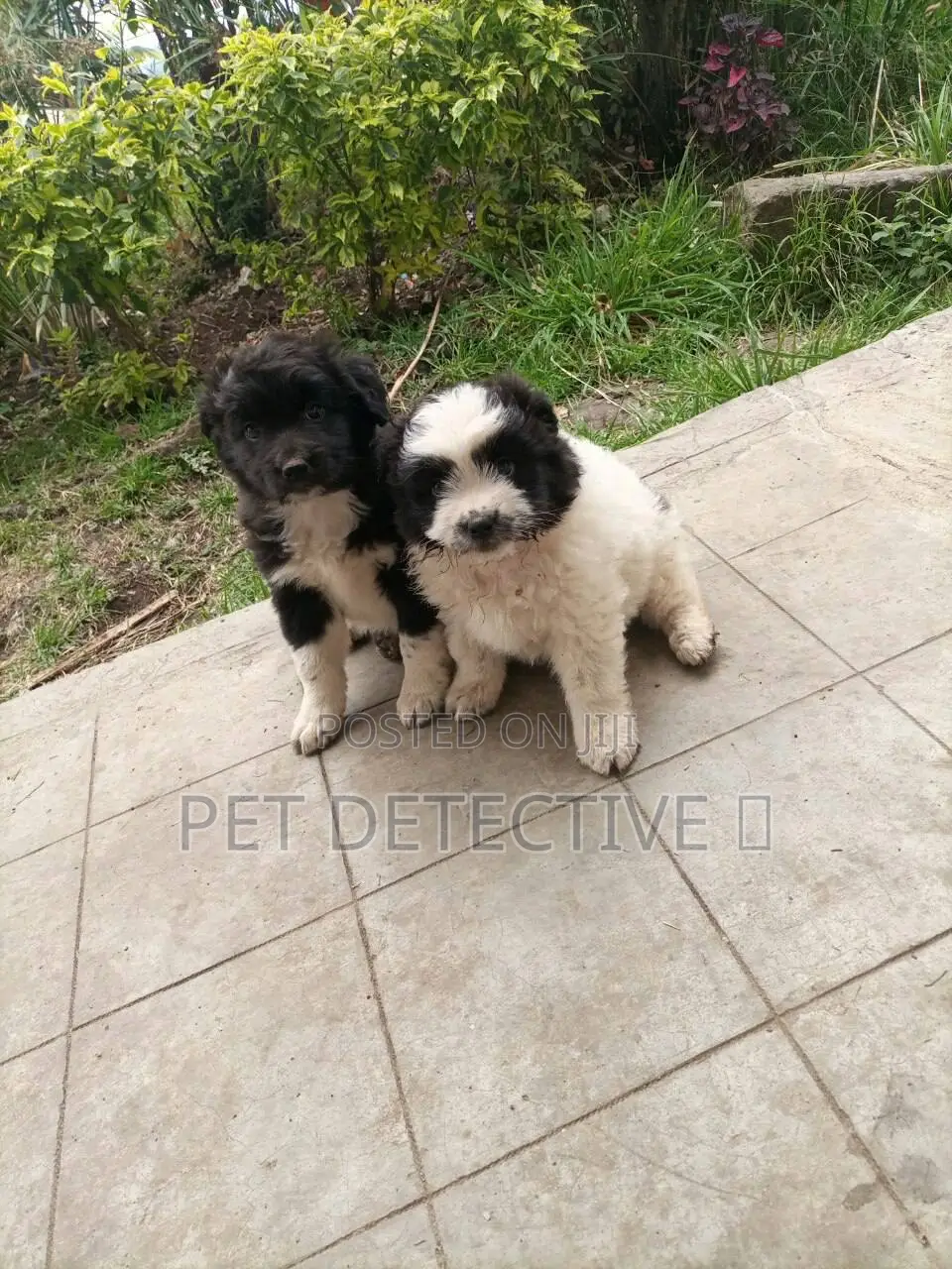 1-3 months Male Purebred Maltese