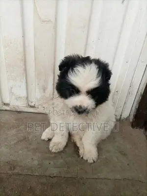 Photo - 1-3 months Male Purebred Maltese