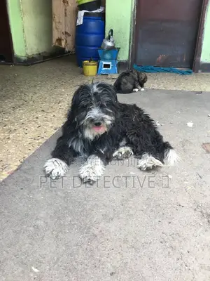 Photo - 1-3 months Male Purebred Shih Tzu