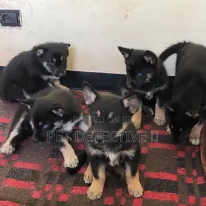 Photo - 1-3 months Male Purebred German Shepherd