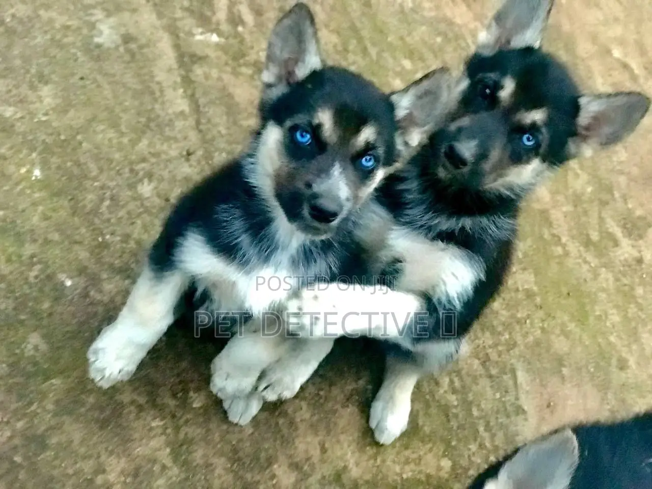 1-3 months Male Purebred German Shepherd