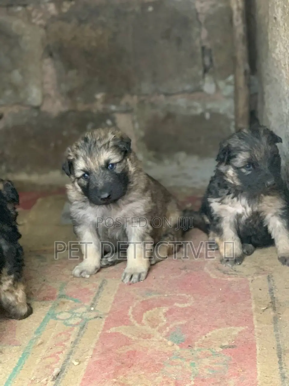 1-3 months Female Purebred German Shepherd