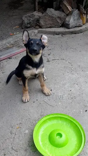 Photo - 1-3 months Male Purebred German Shepherd