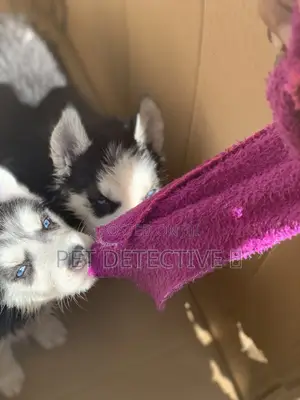 1-3 months Female Purebred Siberian Husky