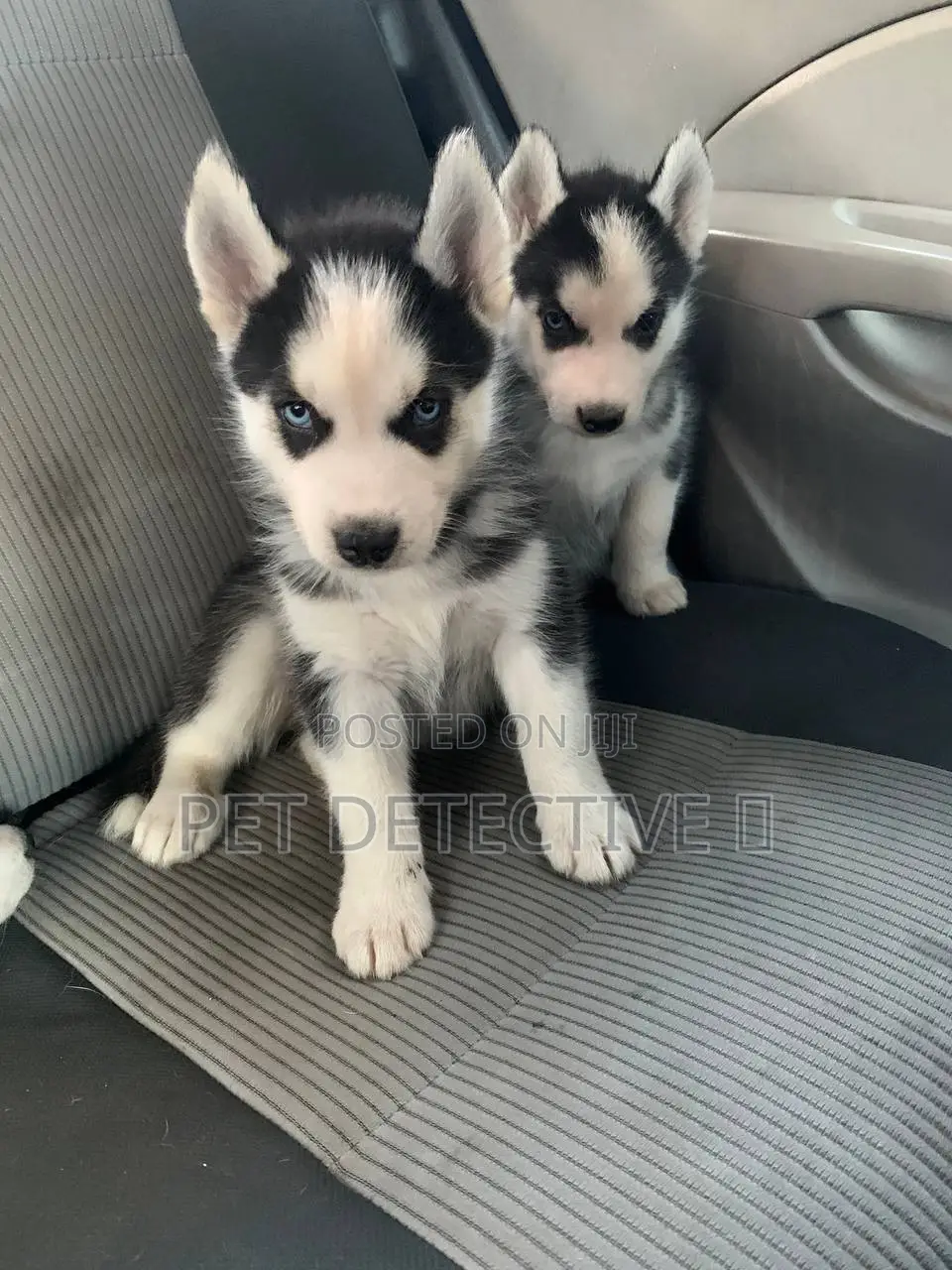 1-3 months Female Purebred Siberian Husky