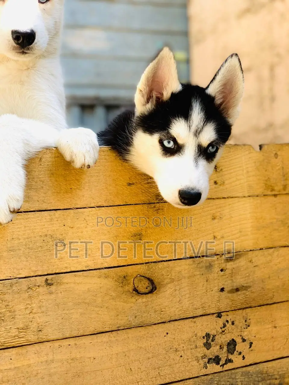 1-3 months Female Purebred Siberian Husky