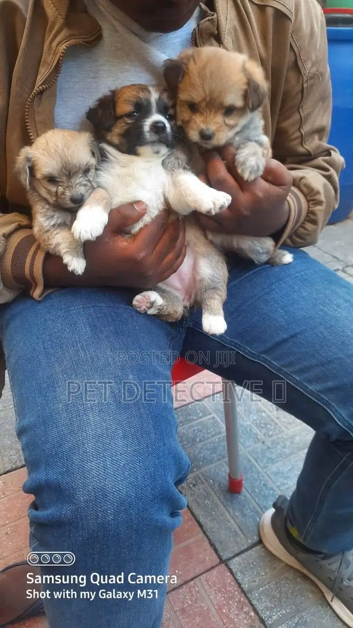 1-3 months Male Purebred Maltese