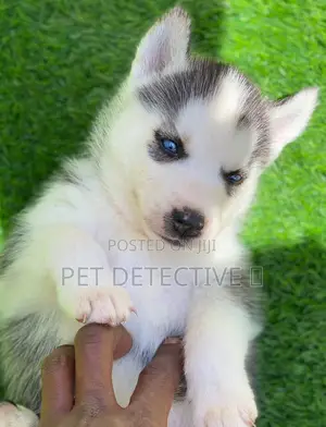 Photo - 1-3 months Female Purebred Siberian Husky