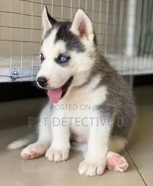 Photo - 1-3 months Female Purebred Siberian Husky