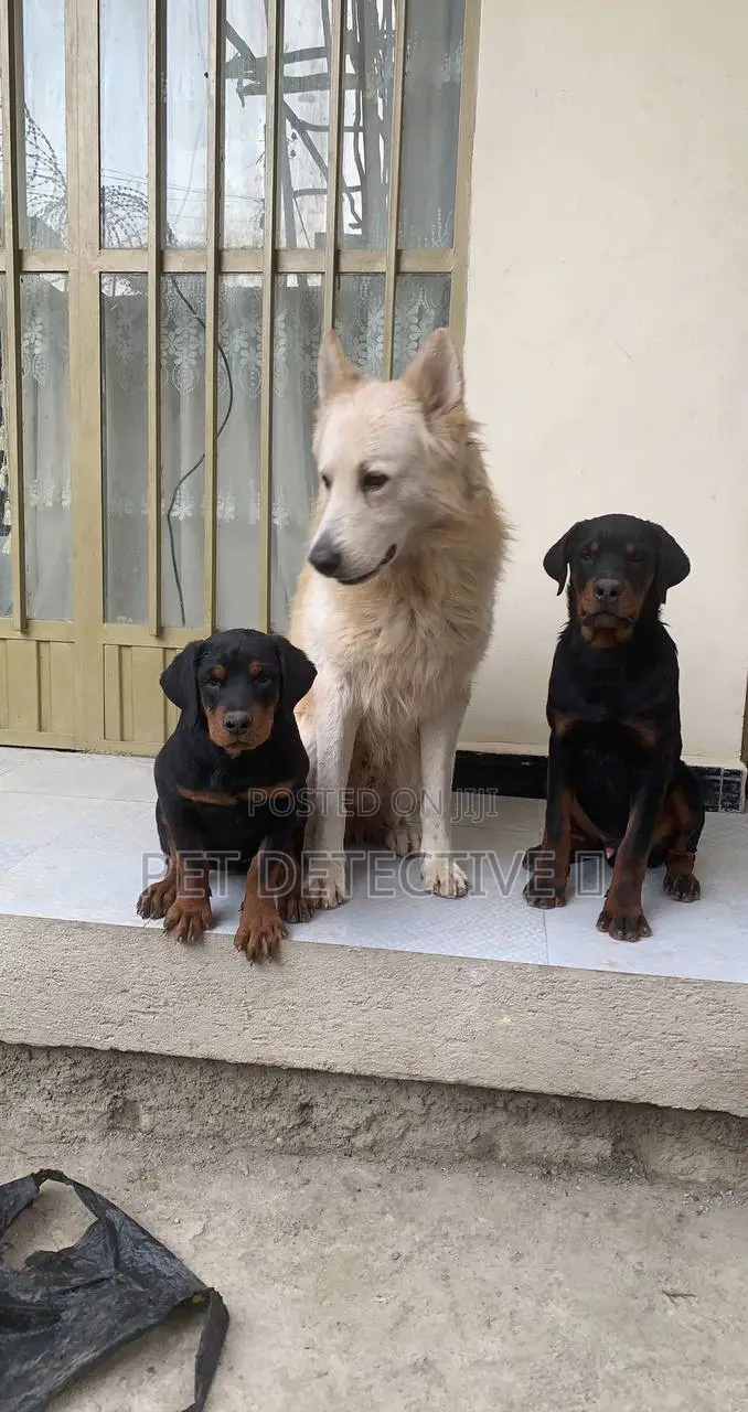 1-3 months Male Purebred Rottweiler