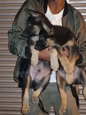 Photo - 1-3 months Male Purebred German Shepherd