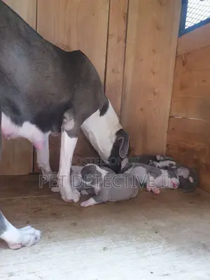 Photo - 1-3 months Male Purebred American Pit Bull Terrier