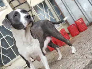 1-3 months Male Purebred American Pit Bull Terrier