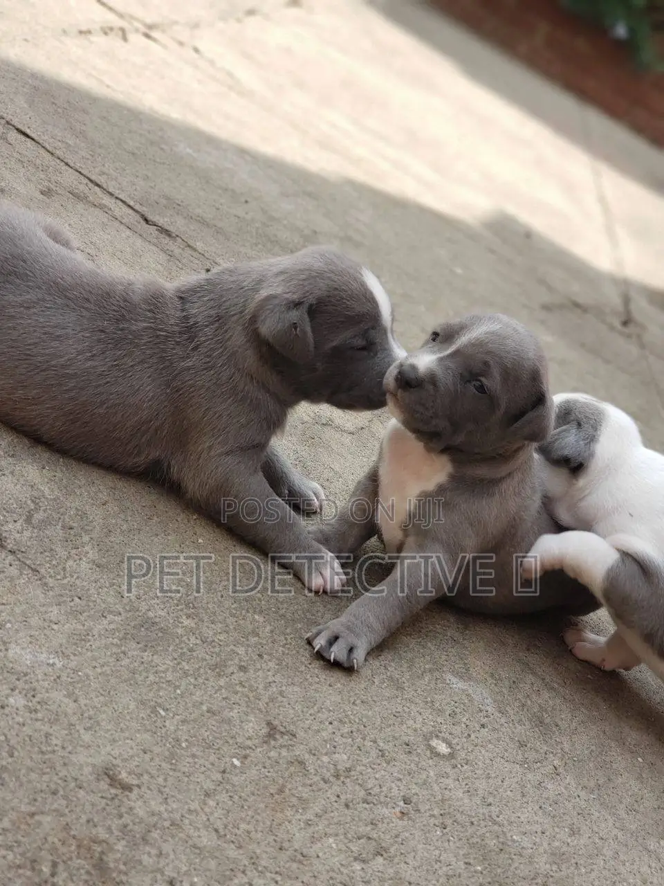 1-3 months Male Purebred American Pit Bull Terrier