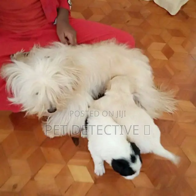 1-3 months Male Purebred Maltese