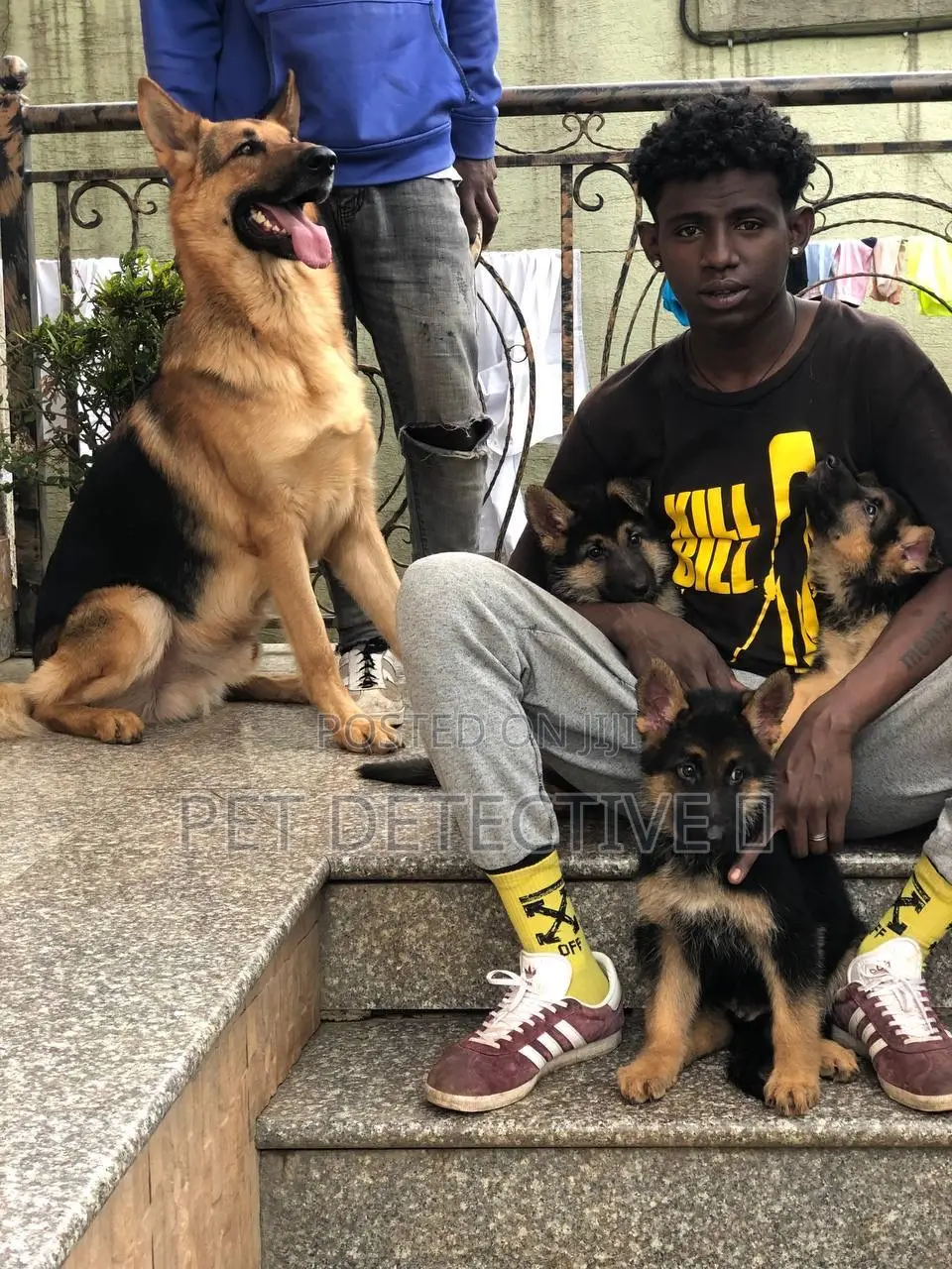 1-3 months Male Purebred German Shepherd