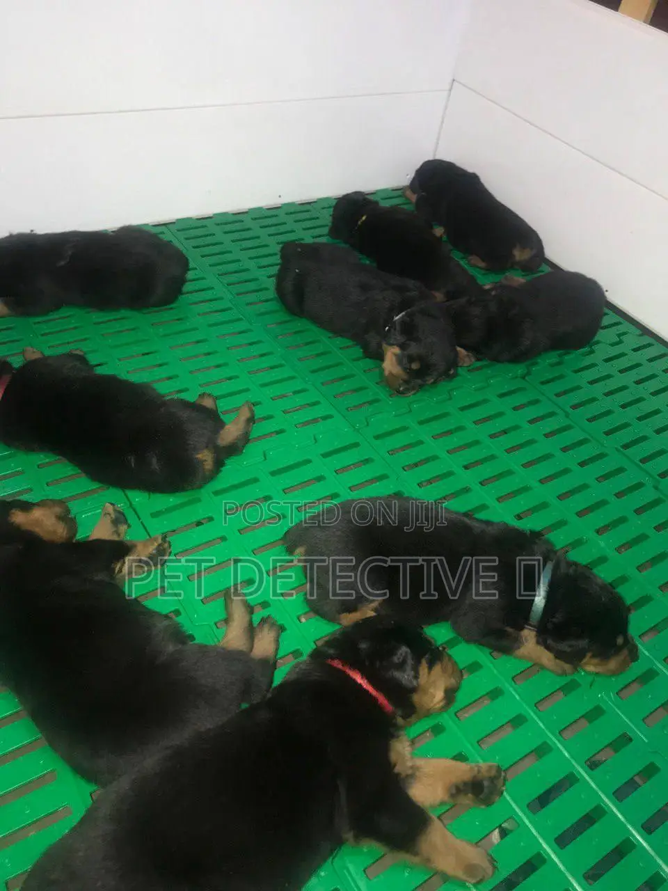 1-3 months Male Purebred Rottweiler