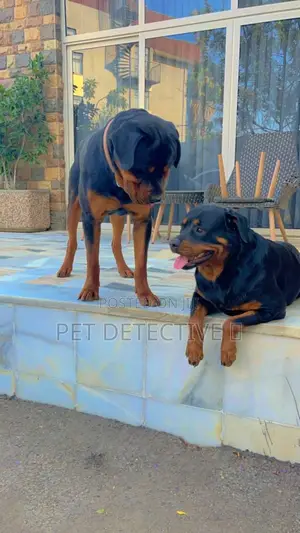 1-3 months Male Purebred Rottweiler
