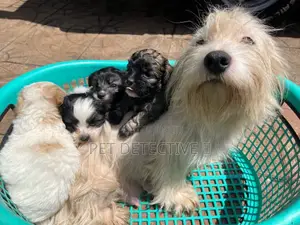 Photo - 1-3 months Male Purebred Maltese