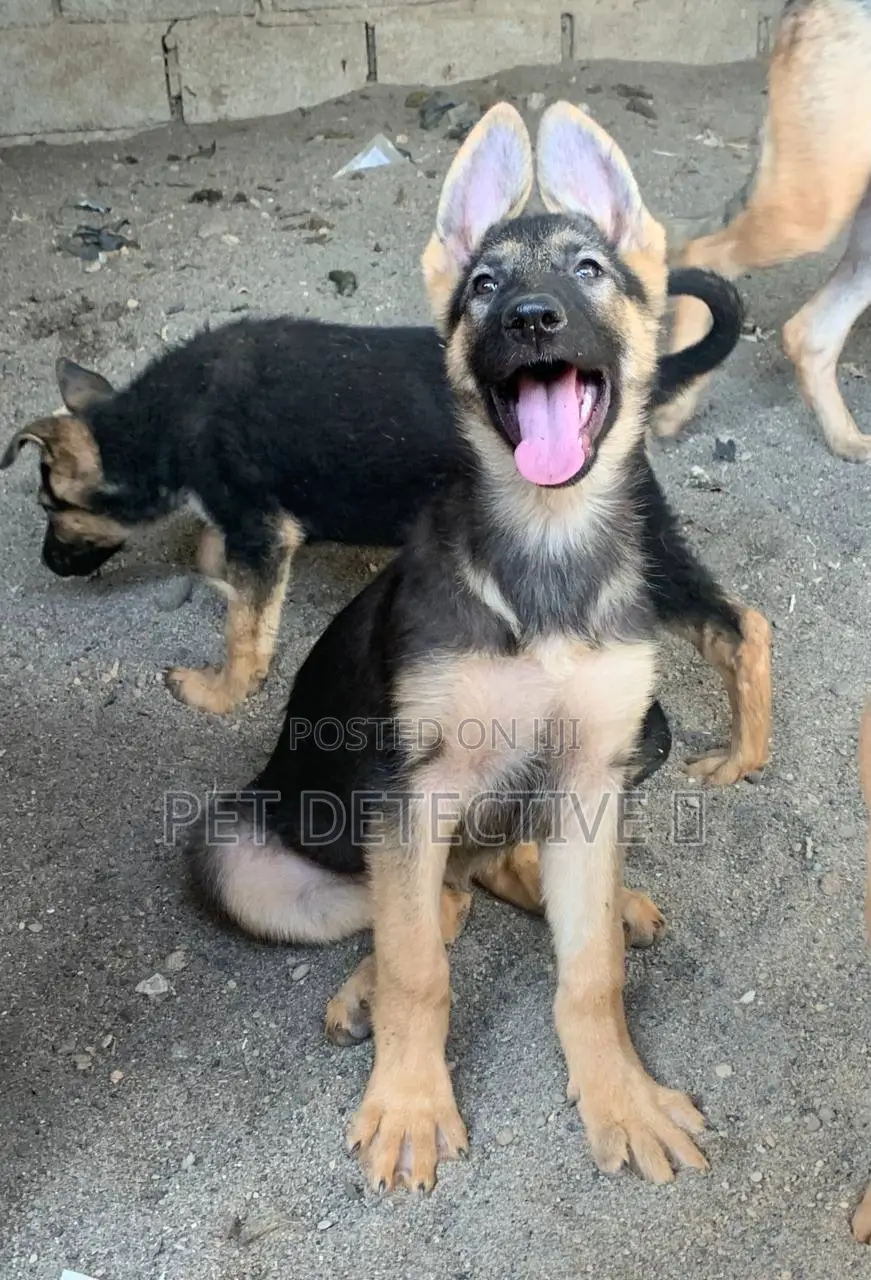 1-3 months Male Purebred German Shepherd