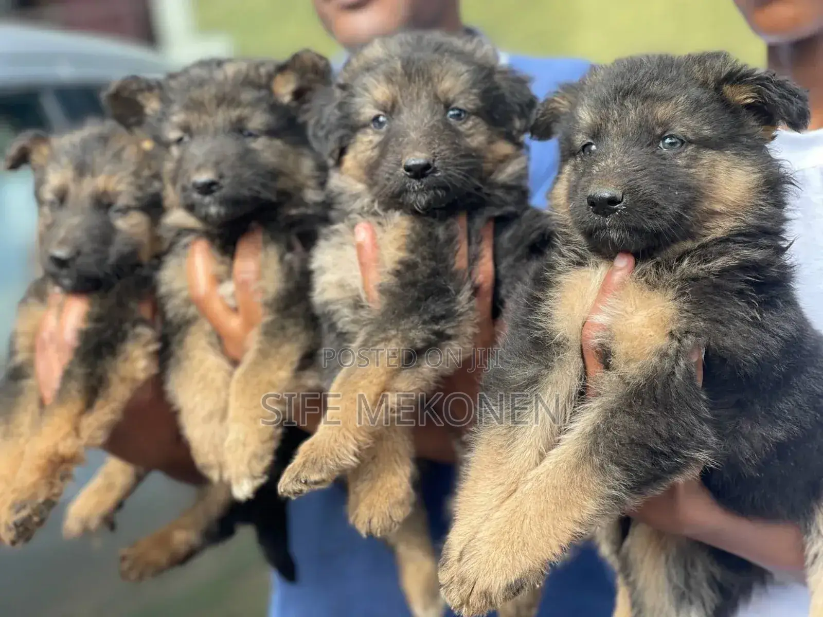 1-3 months Male Purebred German Shepherd