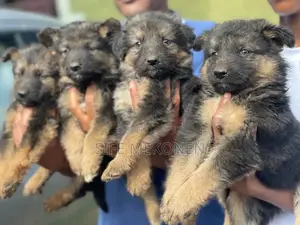 Photo - 1-3 months Male Purebred German Shepherd
