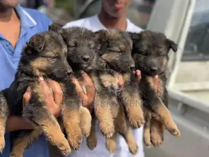 1-3 months Male Purebred German Shepherd