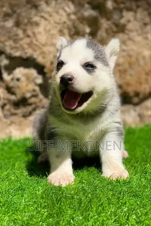 Photo - 1-3 months Male Purebred Siberian Husky
