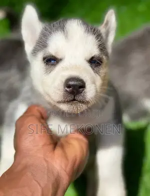 1-3 months Male Purebred Siberian Husky