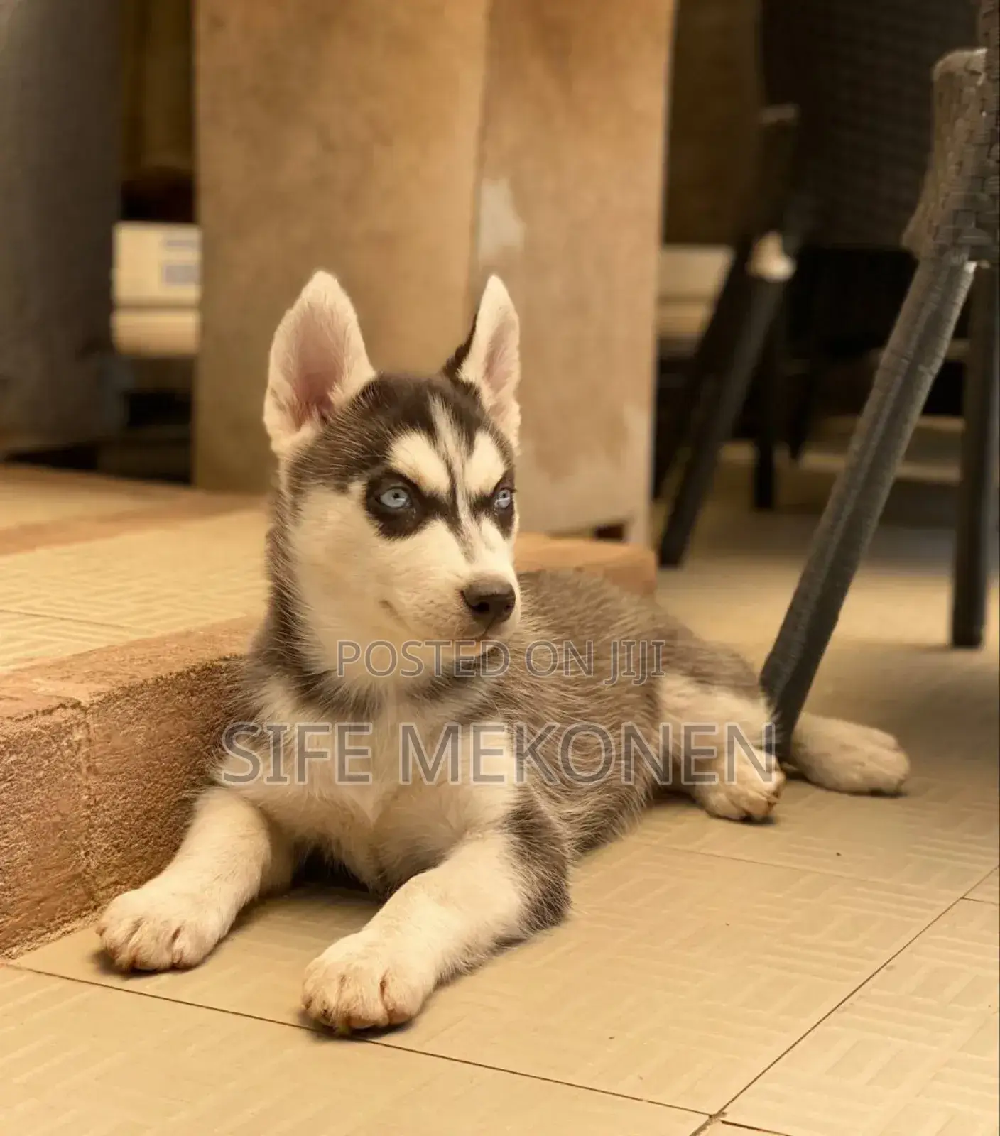 1-3 months Male Purebred Siberian Husky