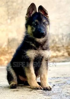Photo - 1-3 months Male Purebred German Shepherd